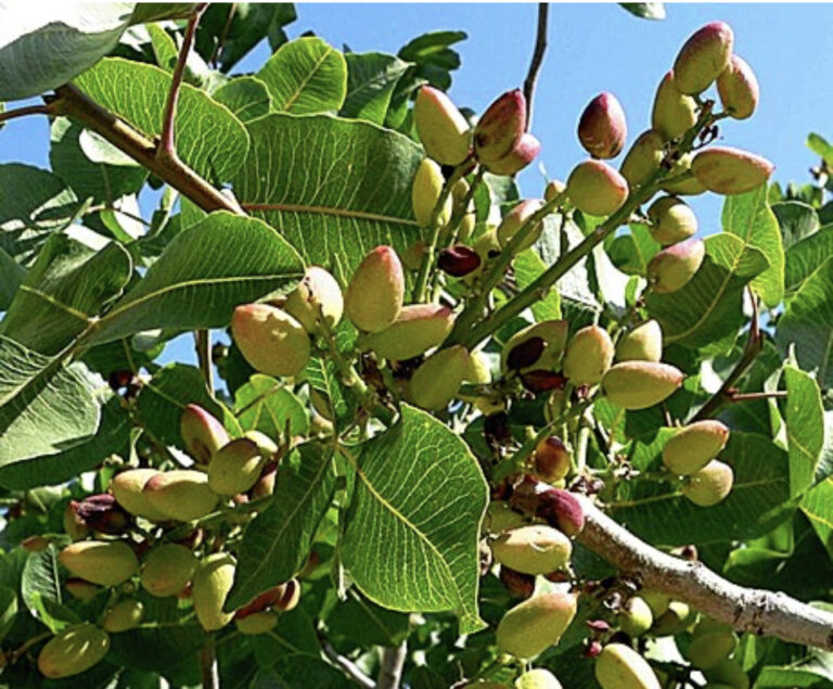 Alla scoperta dell’oro verde